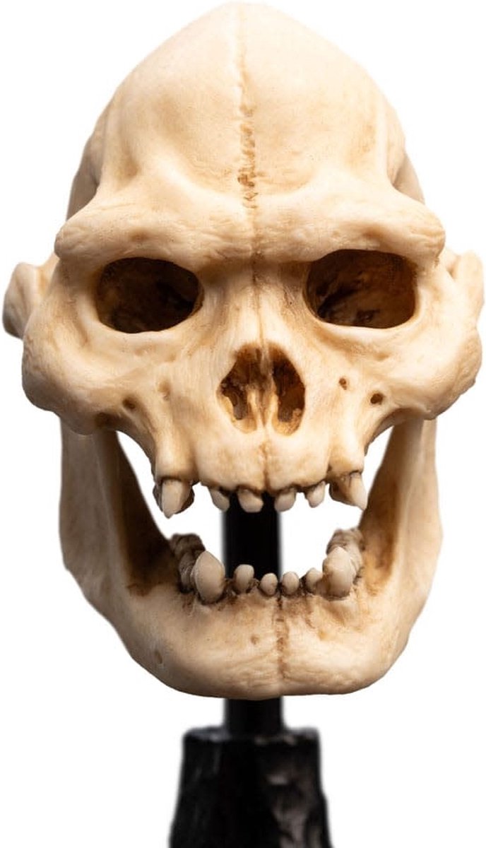 Weta Workshop Lord of the Rings Skull of Lurtz Mini Statue 14 cm officiële collectible Foto: 3