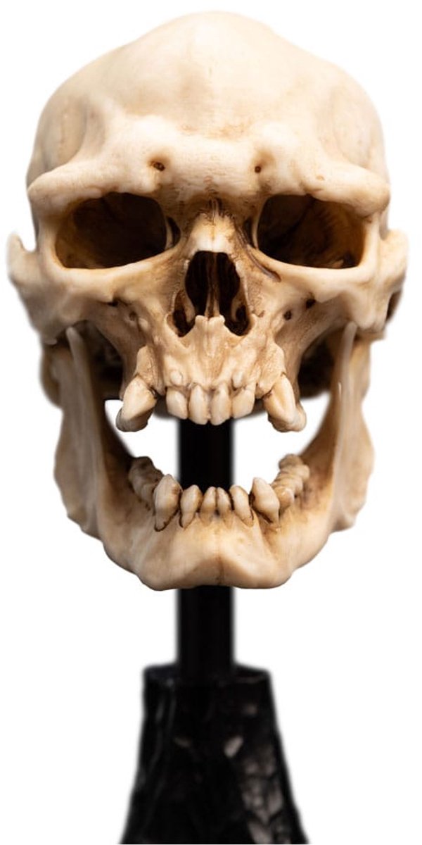 Weta Workshop Lord of the Rings Skull of a Mordor Orc Mini Statue Foto: 1